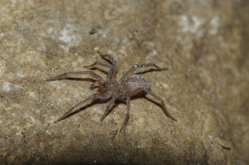 Giovane Tegenaria sp. - Arcavacata di Rende (CS)